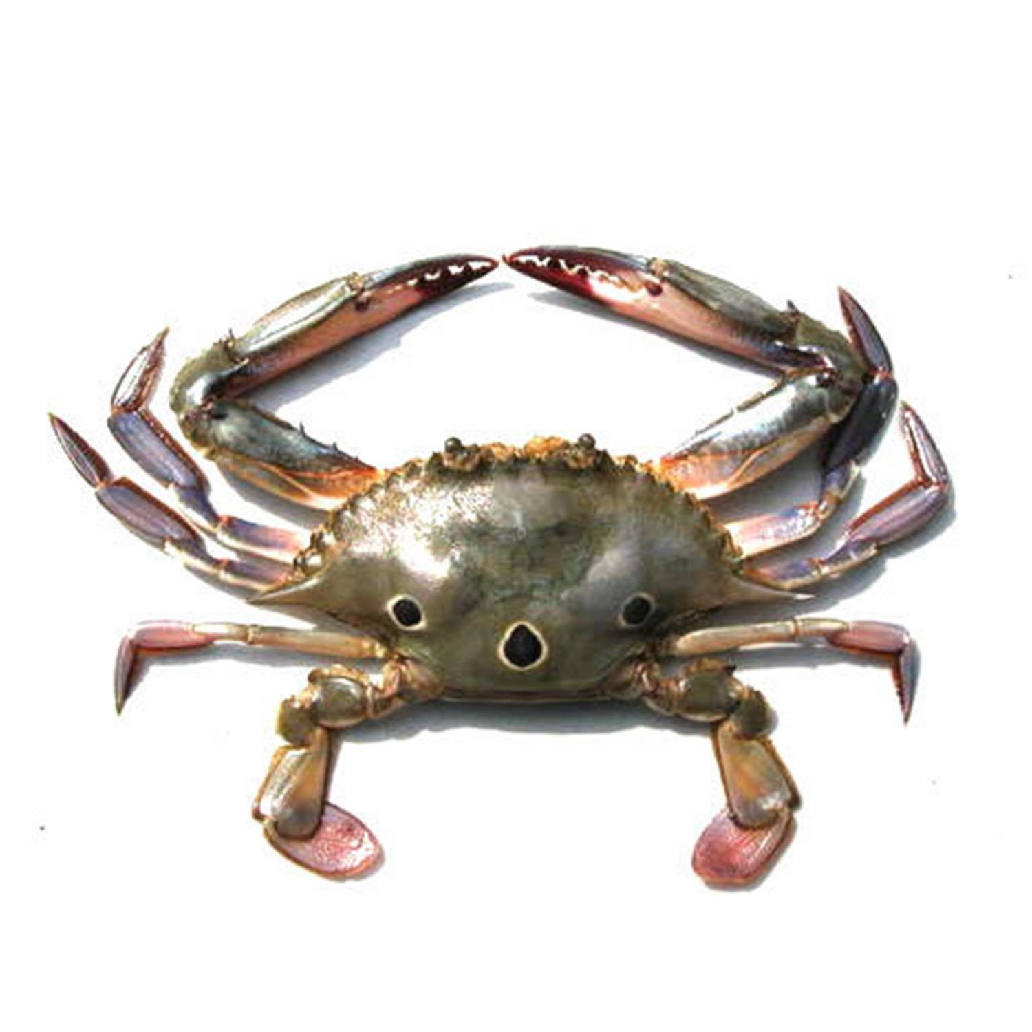 Three spotted Crab - Whole, Cleaned